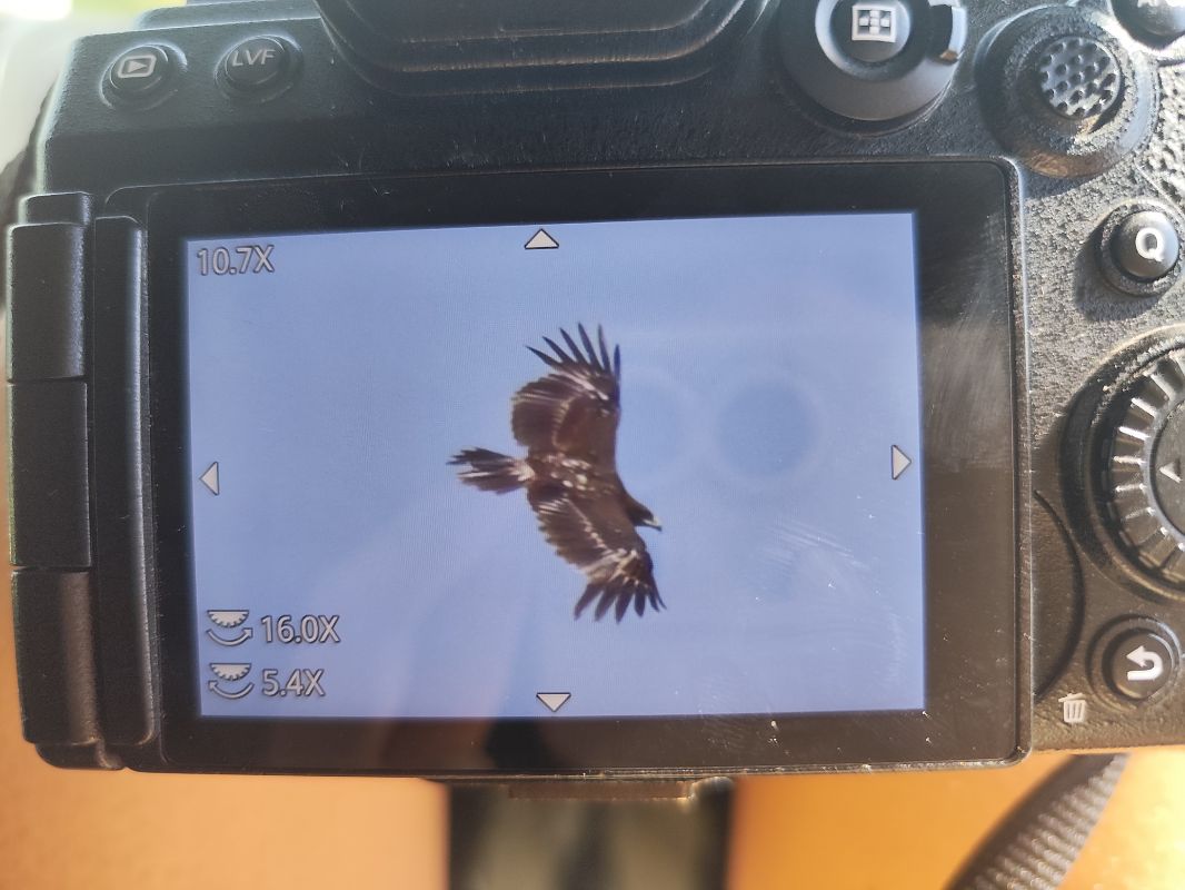 Aigle criard  - Katarzyna Laszkiewicz