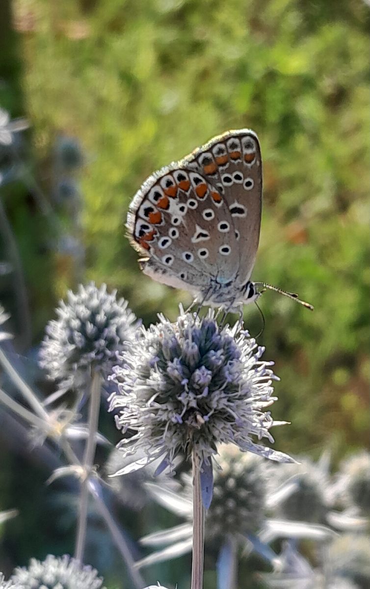 Polyommatus icarius # *  - Fabio Lovisetto