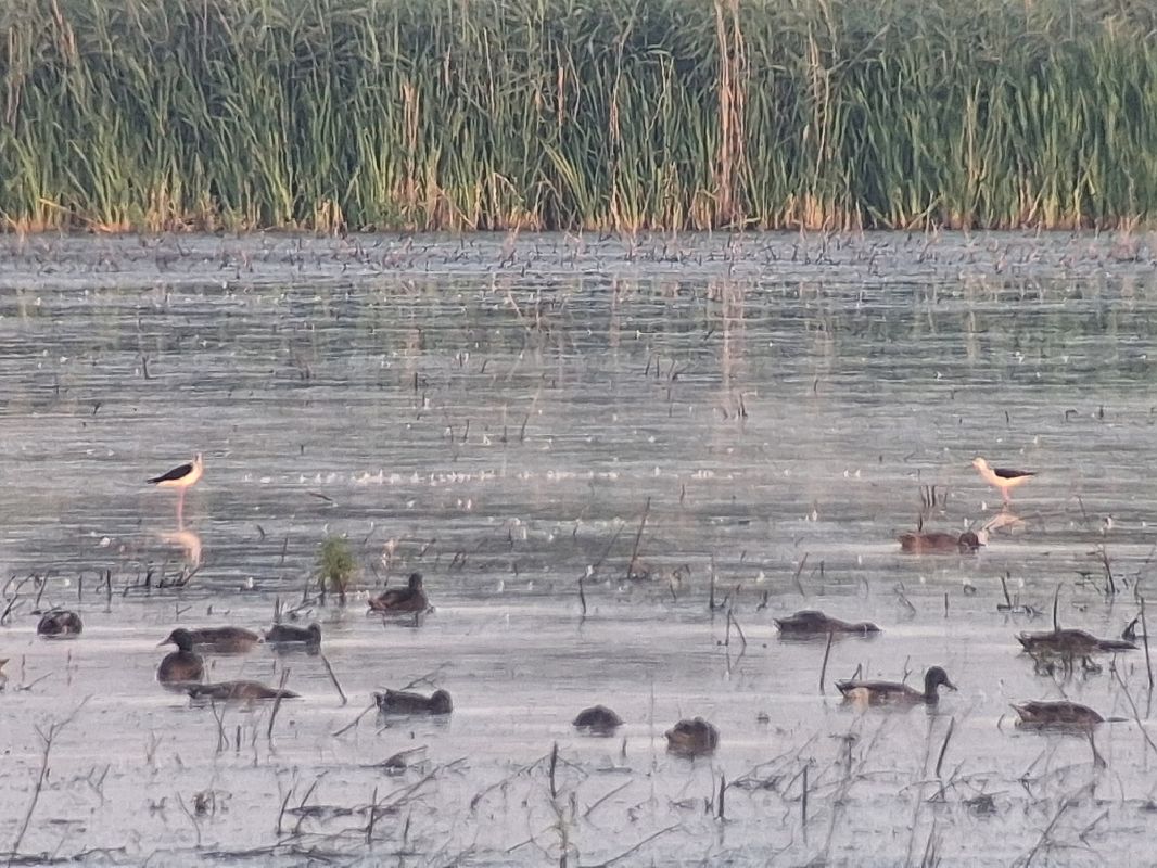 Black-winged Stilt  - Wojciech Siuda