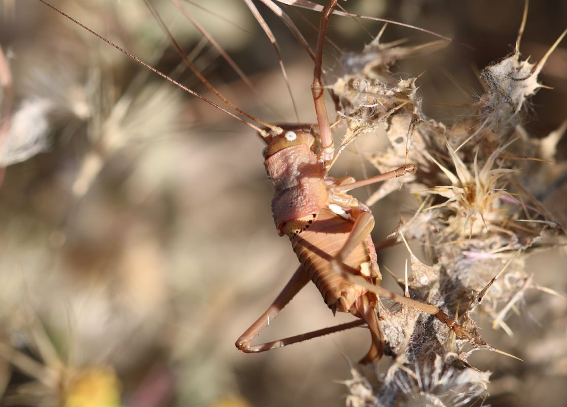 Uromenus rugosicollis  - Jesus Aparicio Fernández