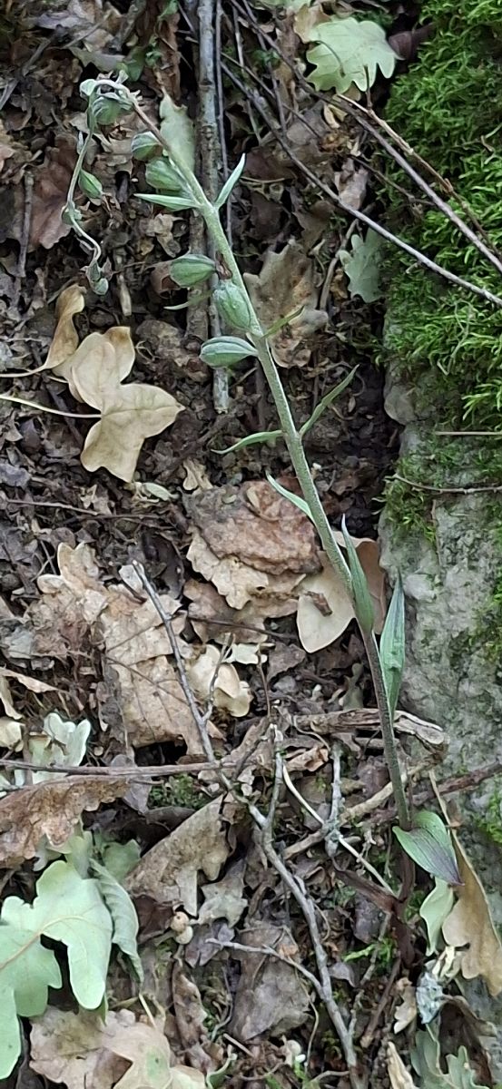 Epipactis microphylla 