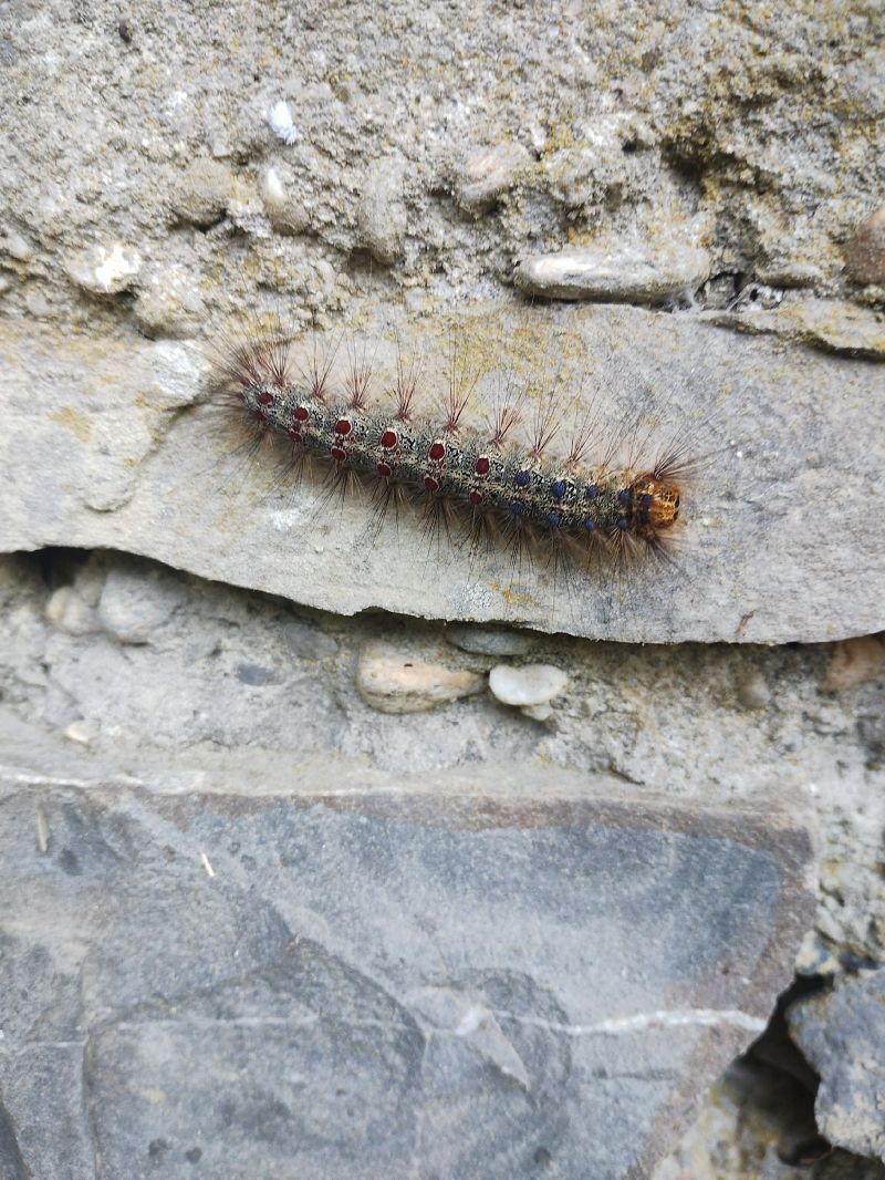 Lymantria dispar  - Marco Cortemiglia