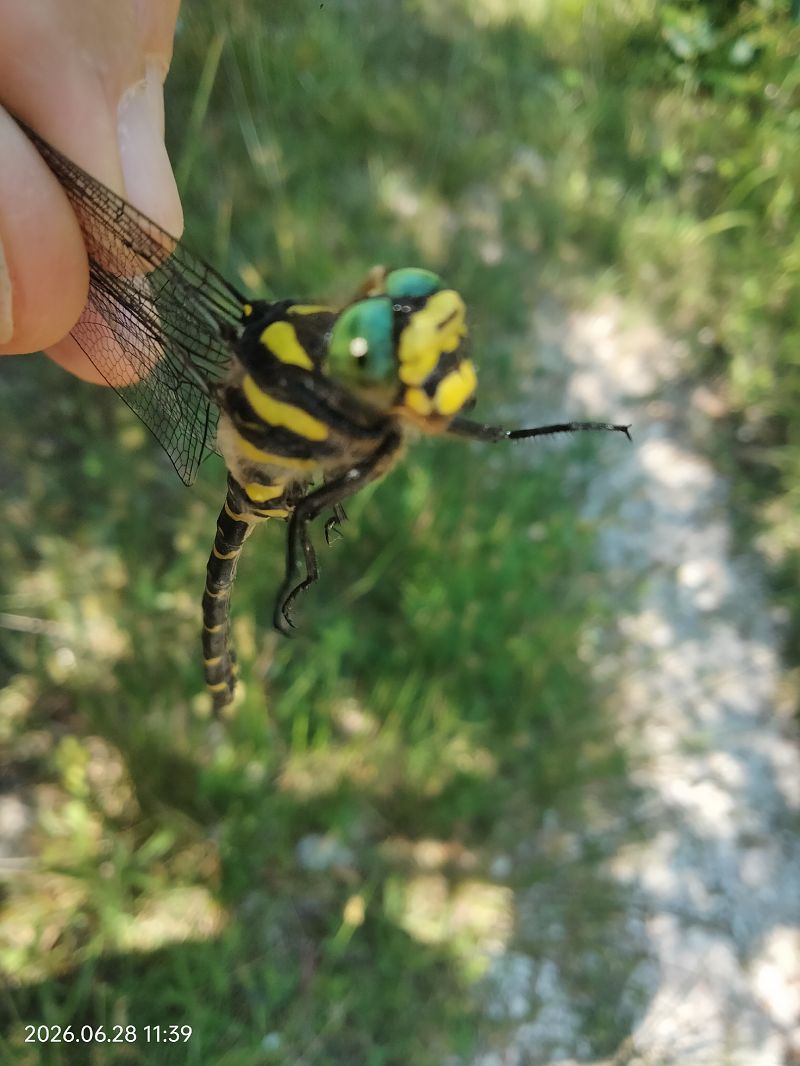 Cordulegaster boltonii  - Federico Landi