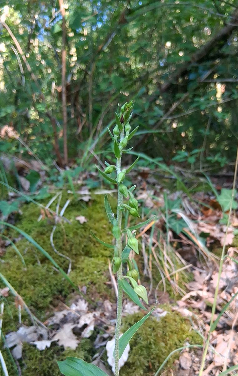 Epipactis helleborine  - Charles Paillet