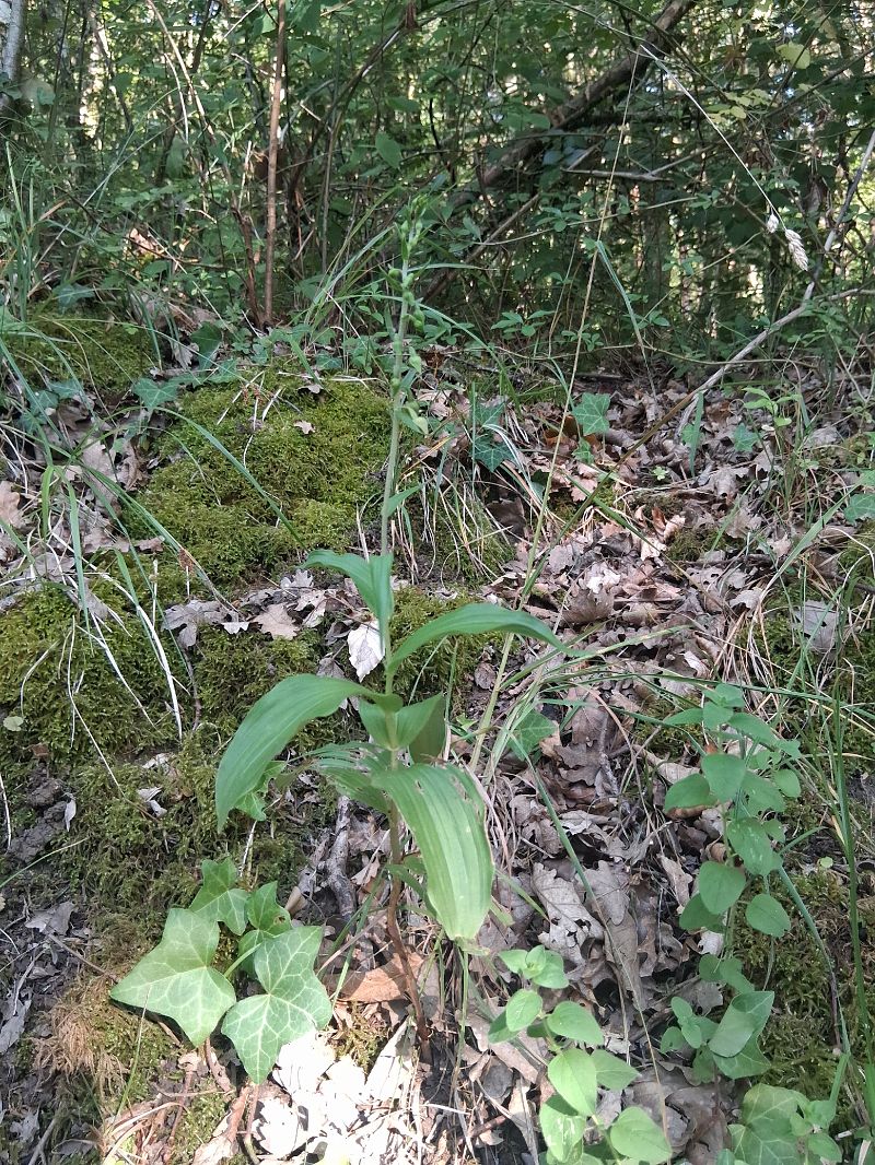 Epipactis helleborine  - Charles Paillet