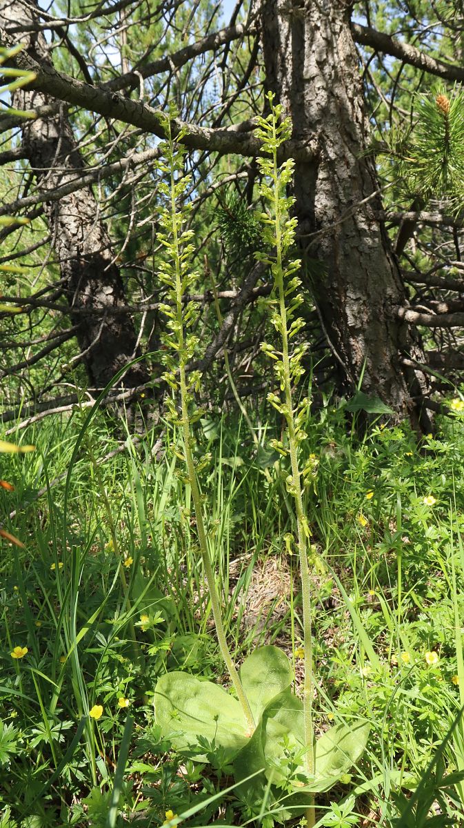 Listera ovata  - Gerard Guillouard