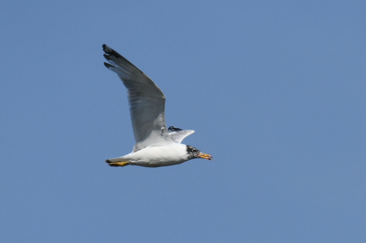 Pallas's Gull  - Dawid Fikus