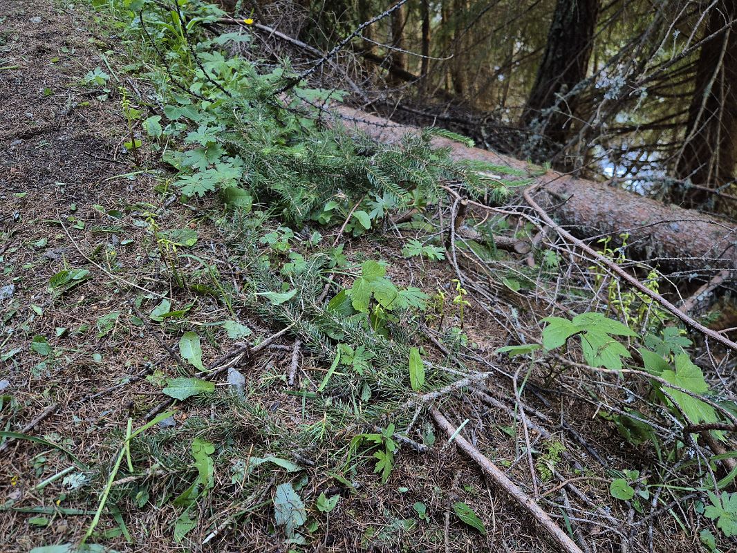 Corallorhiza trifida  - Roch Mermin