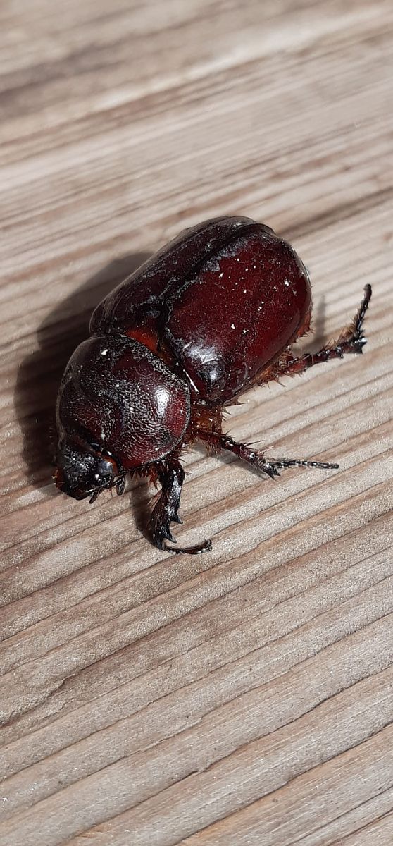 Oryctes nasicornis  - Udo Thoma