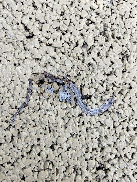 Orbettino (tutte le specie) 