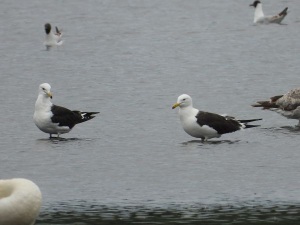 mewa żółtonoga (ssp. fuscus)  - Krystyna Kowalska