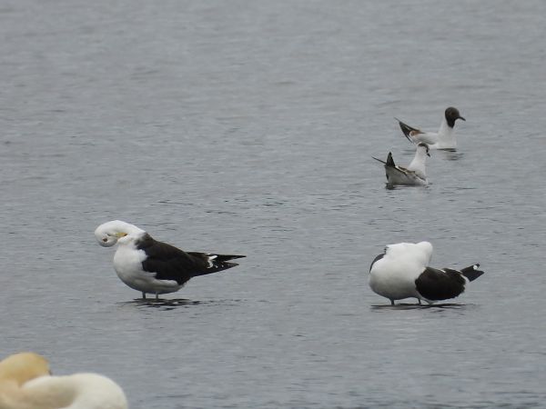 mewa żółtonoga (ssp. fuscus)  - Krystyna Kowalska