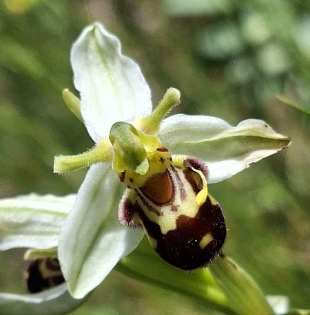 Ophrys apifera var. aurita 