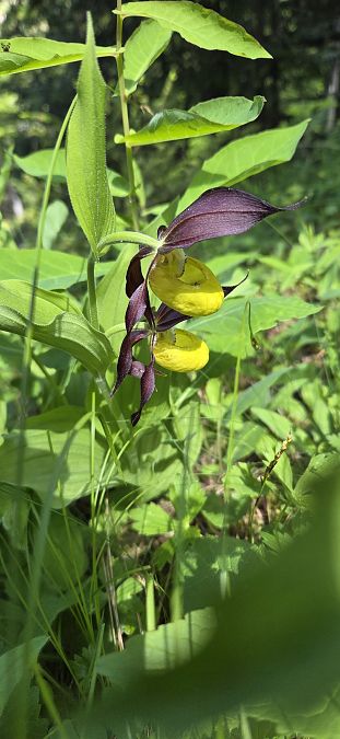 Cypripedium calceolus  - Jean Bastianelli