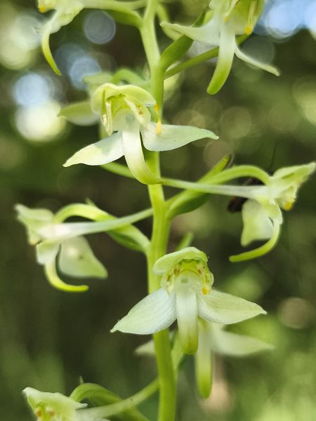 Platanthera chlorantha  - Richard Fay
