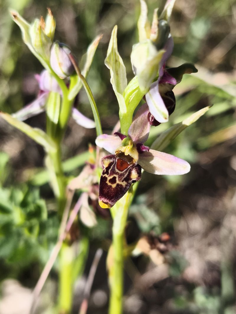 Ophrys santonica  - Richard Fay