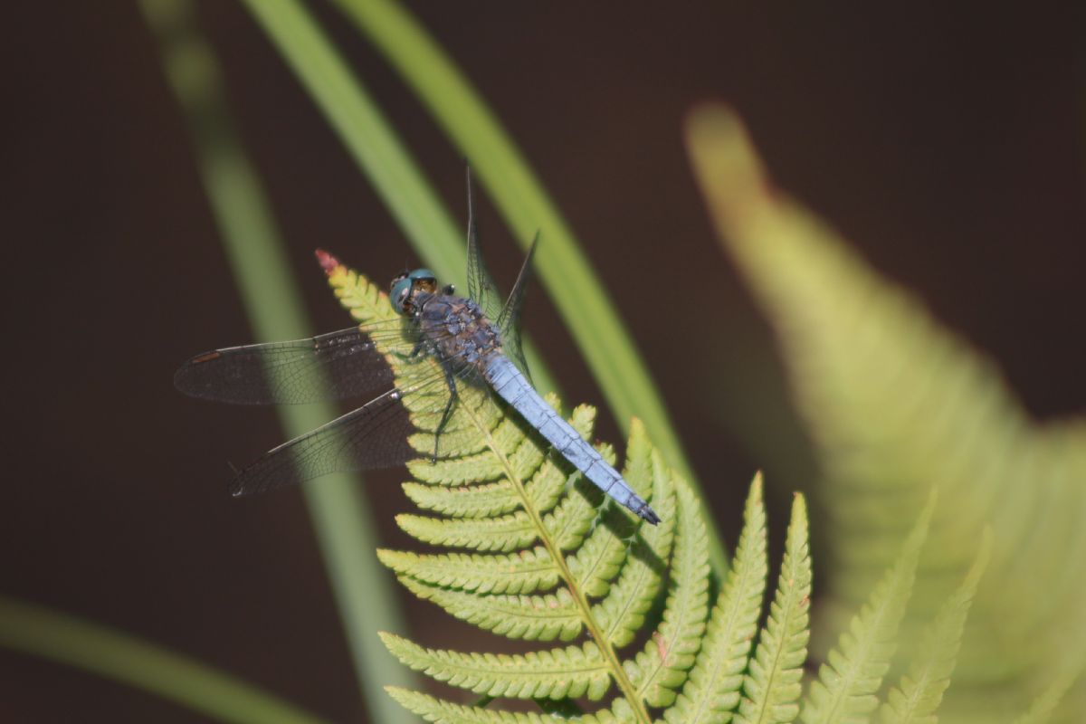 Orthetrum coerulescens  - Marco Cazzola