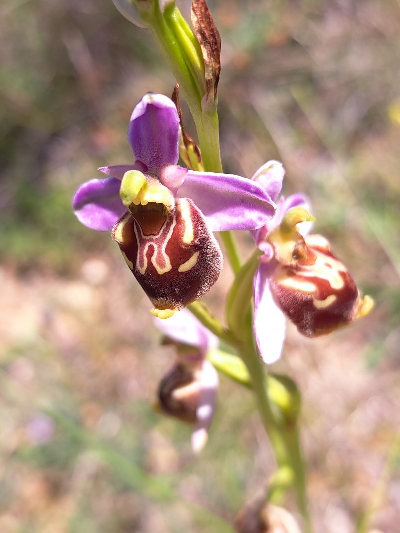 Ophrys fuciflora subsp. souchei  - Emmanuel Cosson