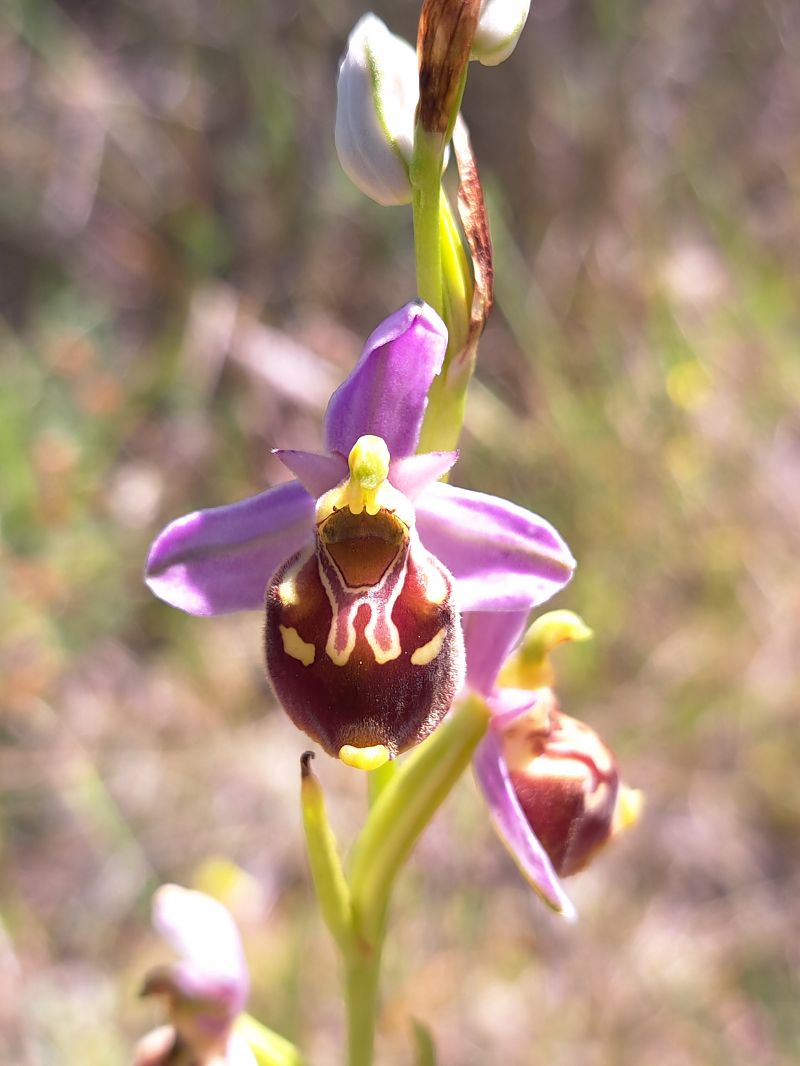 Ophrys fuciflora subsp. souchei  - Emmanuel Cosson