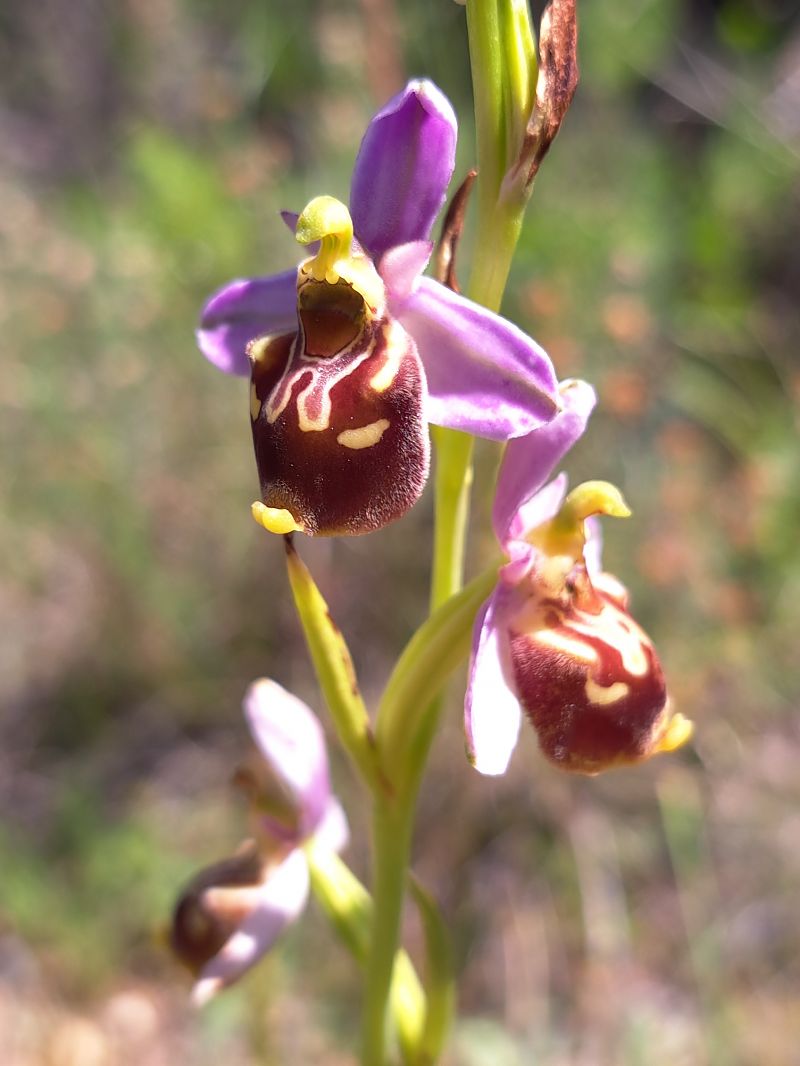 Ophrys fuciflora subsp. souchei  - Emmanuel Cosson