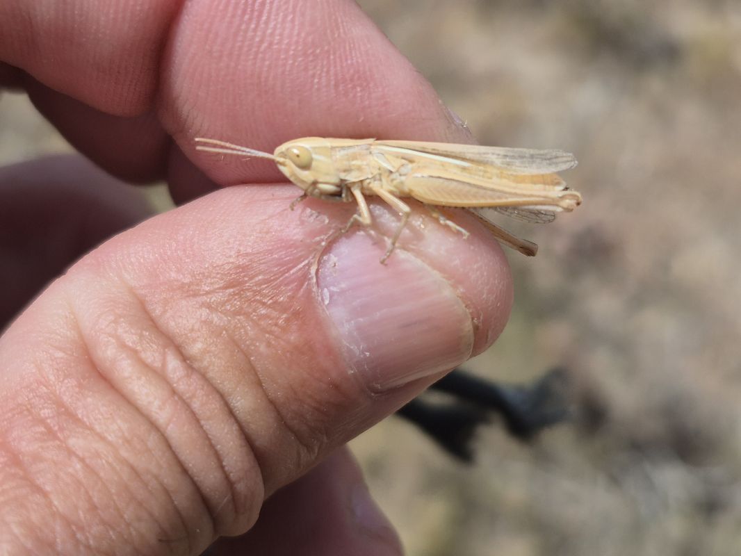 Euchorthippus chopardi  - César Piñol Baena