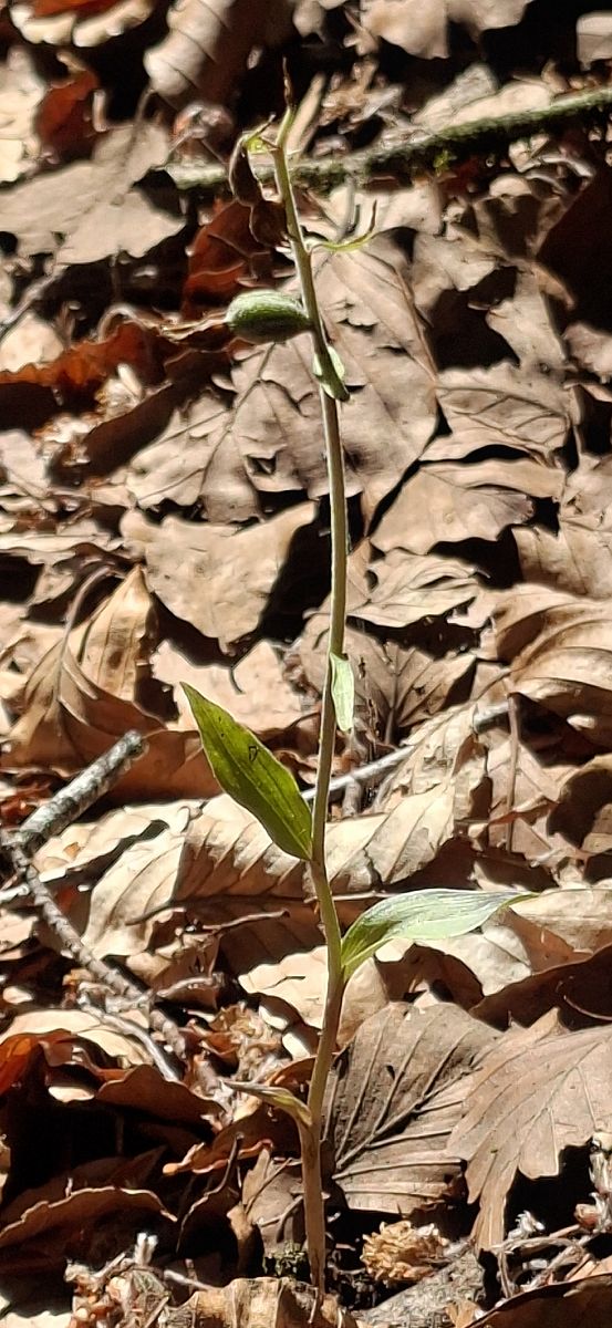 Epipactis microphylla 
