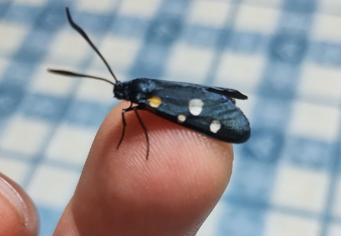 Zygaena ephialtes  - Marco Cortemiglia