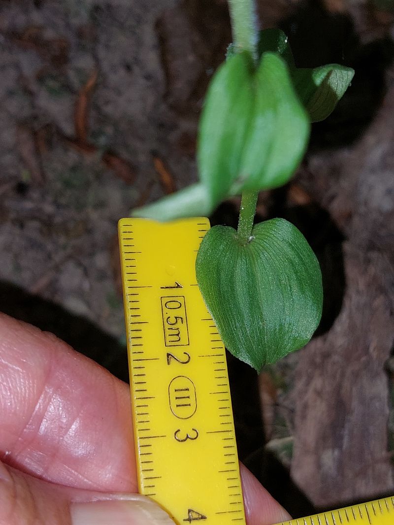 Epipactis fibri  - Bernard Sonnerat