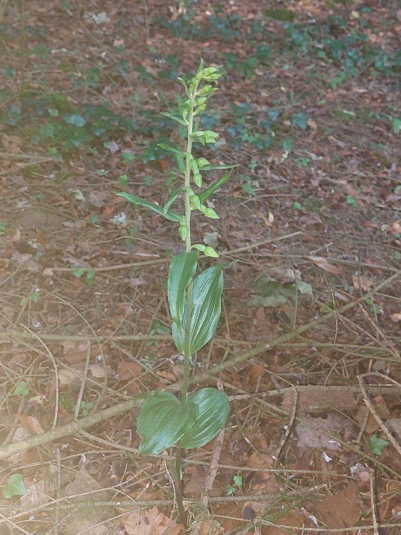 Epipactis distans  - Bernard Sonnerat