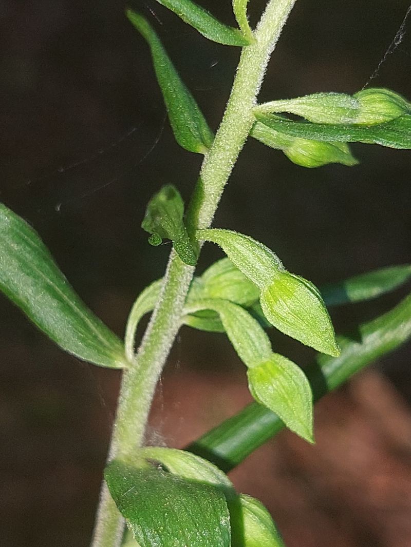 Epipactis distans  - Bernard Sonnerat