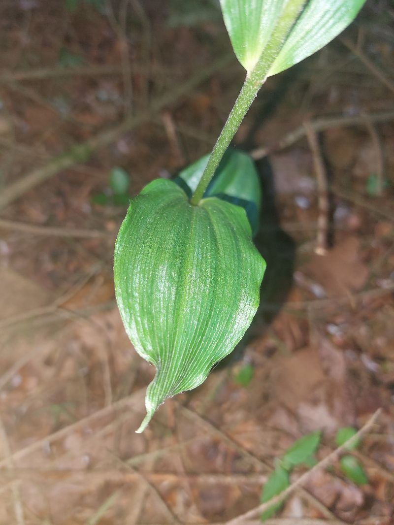 Epipactis distans  - Bernard Sonnerat
