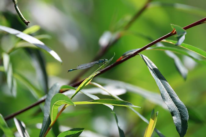 Ischnura elegans  - Enrico Franchin