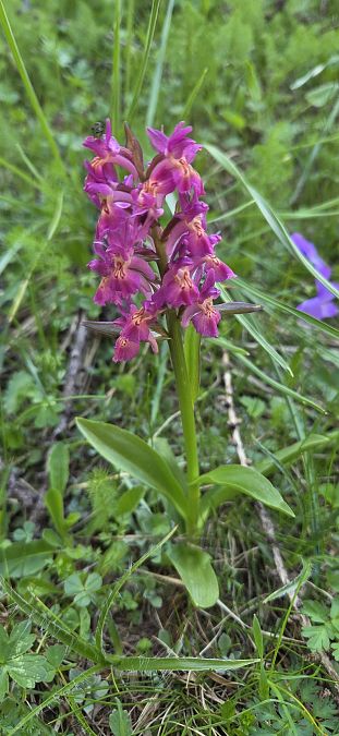 Dactylorhiza sambucina f. zimmermanii  - Jean Bastianelli