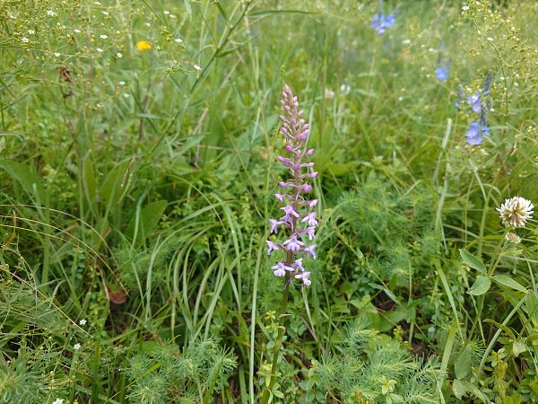 Gymnadenia conopsea  - Giulio Piras