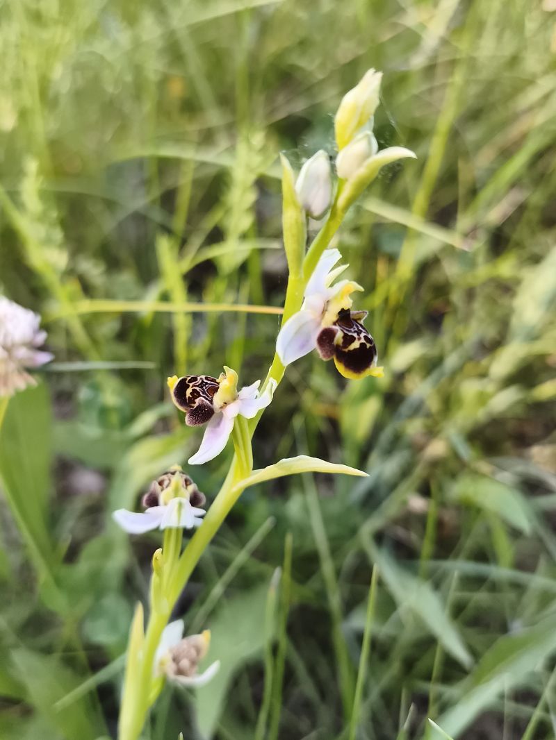 Ophrys santonica  - Richard Fay
