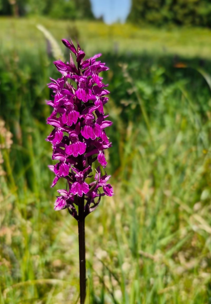 Dactylorhiza delphinensis  - Laurent Bignon