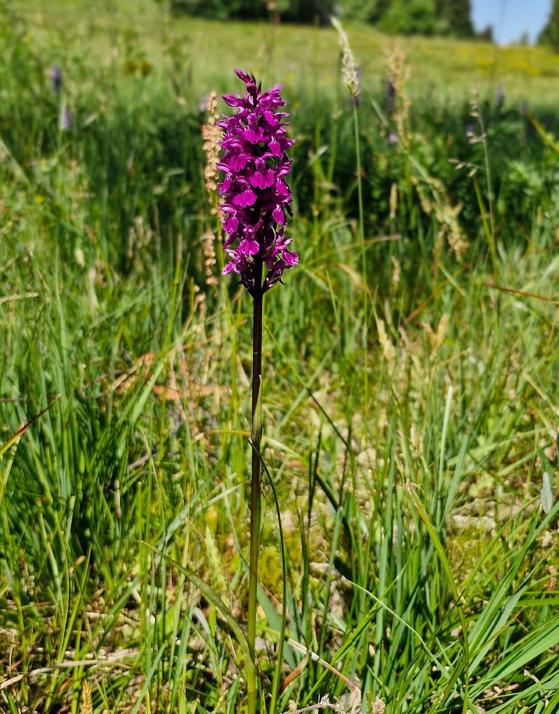 Dactylorhiza delphinensis  - Laurent Bignon