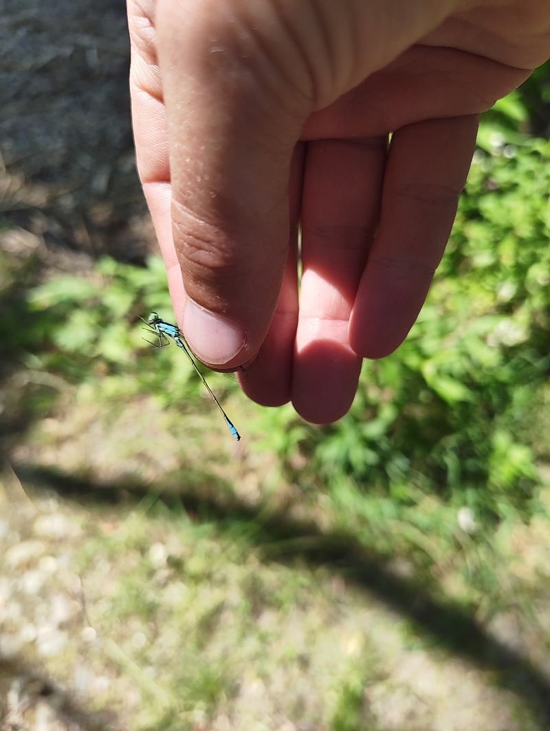 Ischnura elegans  - Marco Cazzola