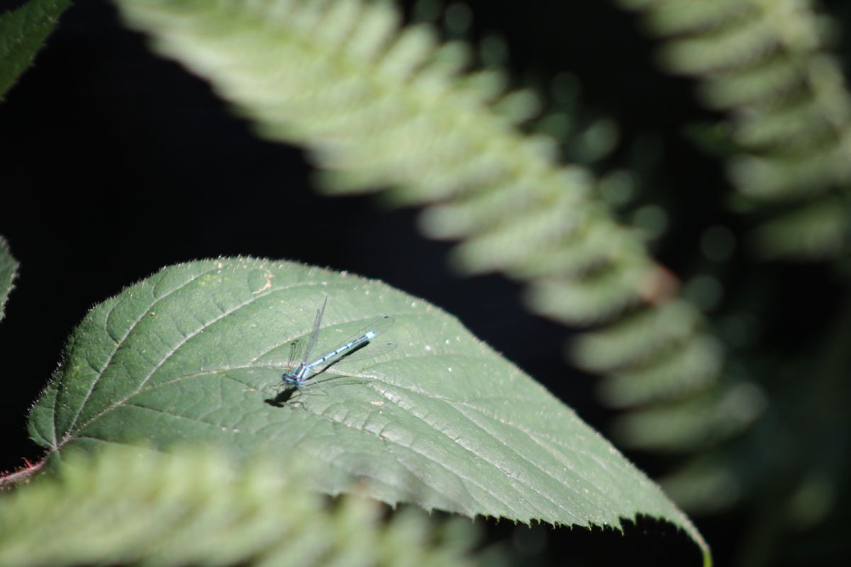 Coenagrion puella  - Marco Cazzola