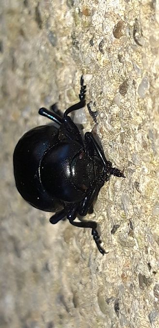 Timarcha tenebricosa  - Michele Cento