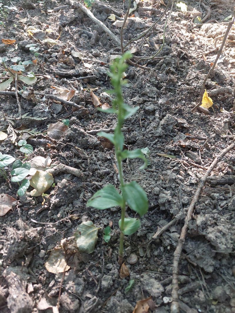 Epipactis fibri  - Bernard Sonnerat