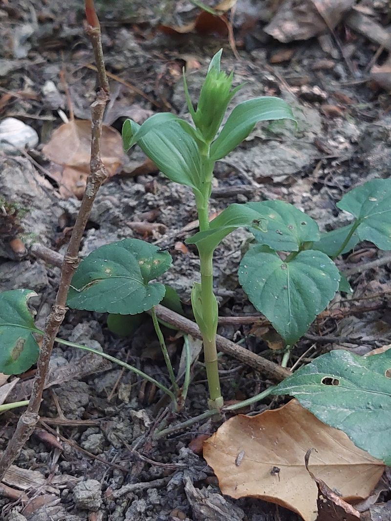 Epipactis fibri  - Bernard Sonnerat
