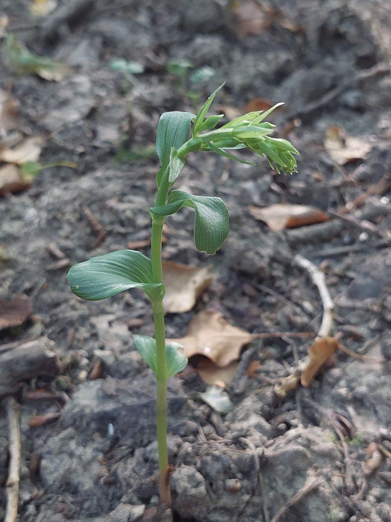 Epipactis fibri  - Bernard Sonnerat