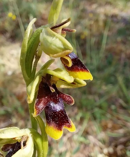 Ophrys aymoninii  - Pierre Defontaines