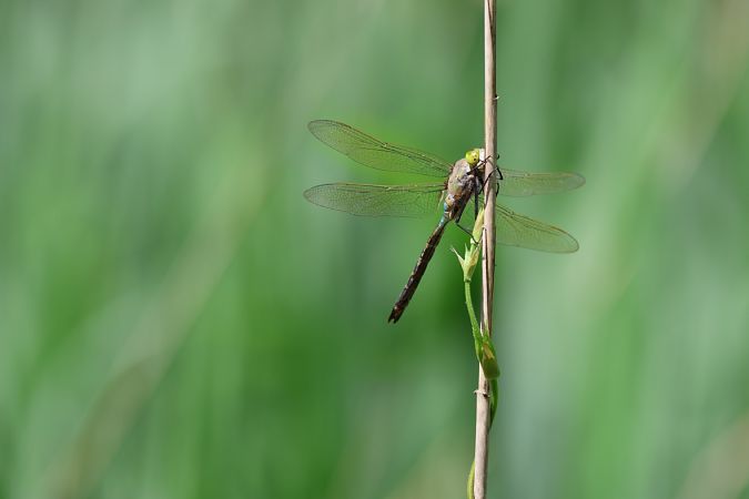 Anax parthenope  - Enrico Franchin