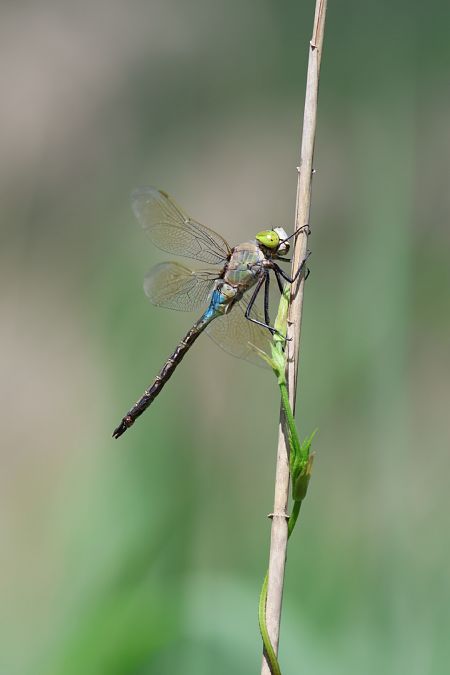 Anax parthenope  - Enrico Franchin