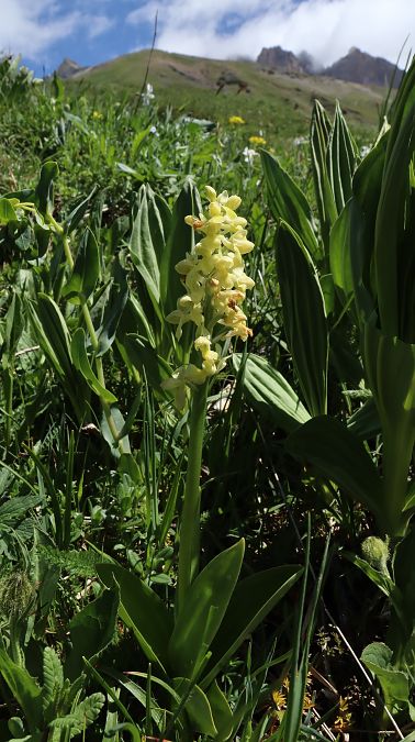 Orchis pallens  - Gerard Guillouard