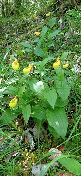 Cypripedium calceolus  - Bruno Veillet