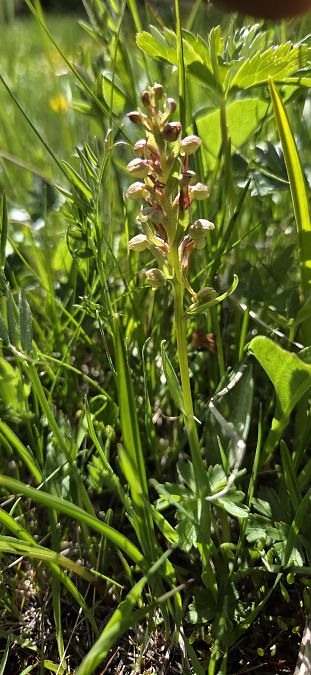 Coeloglossum viride  - Jean Bastianelli