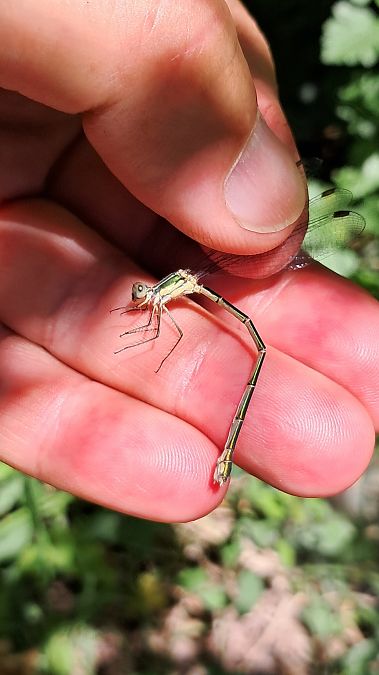 Lestes parvidens  - Roberto Fabbri